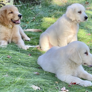 KC Registered Golden Retriever Puppies