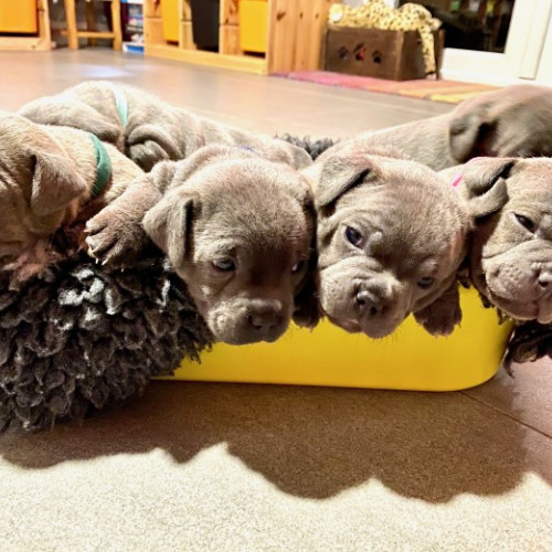 BLUE STAFF PUPPIES FOR SALE