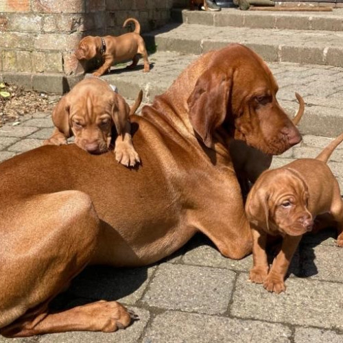 Beautiful Hungarian Vizslas Puppies