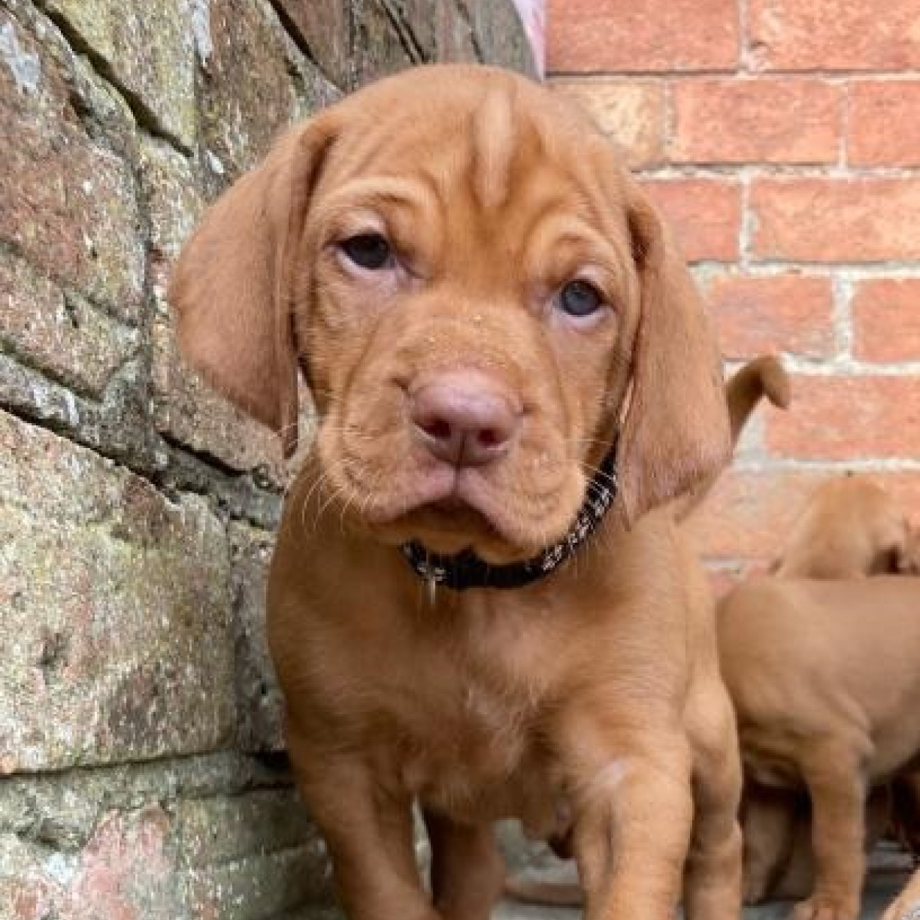 Beautiful Hungarian Vizslas Puppies