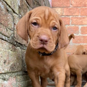 Beautiful Hungarian Vizslas Puppies