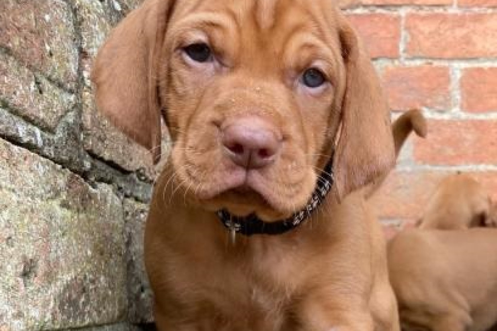 Beautiful Hungarian Vizslas Puppies