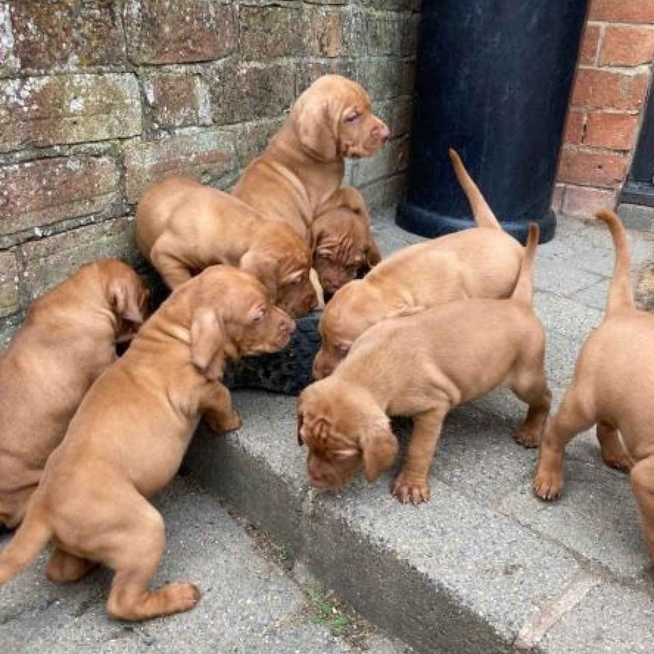 Beautiful Hungarian Vizslas Puppies