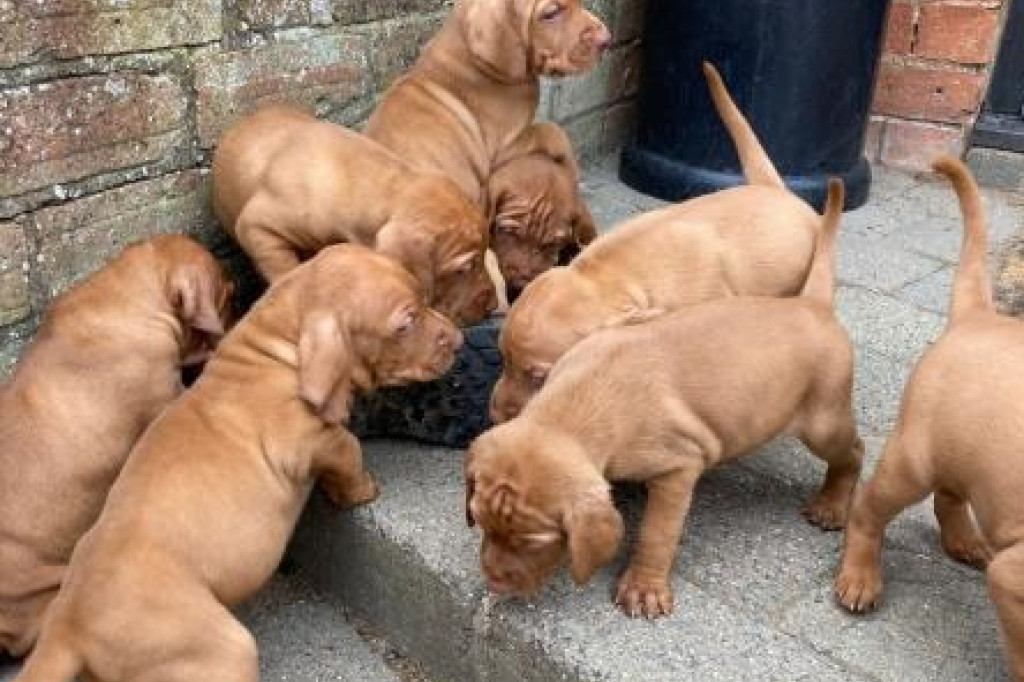 Beautiful Hungarian Vizslas Puppies