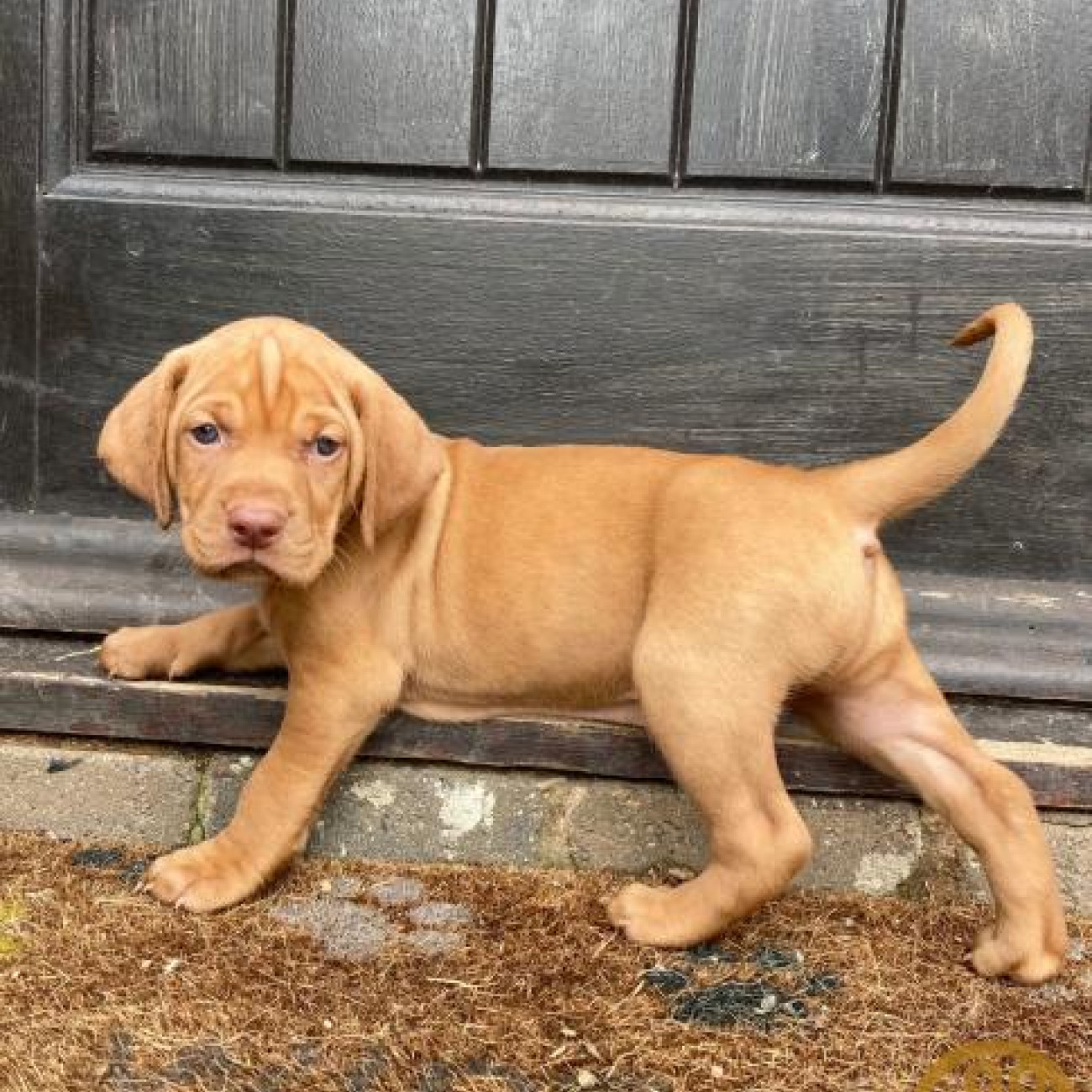 Beautiful Hungarian Vizslas Puppies