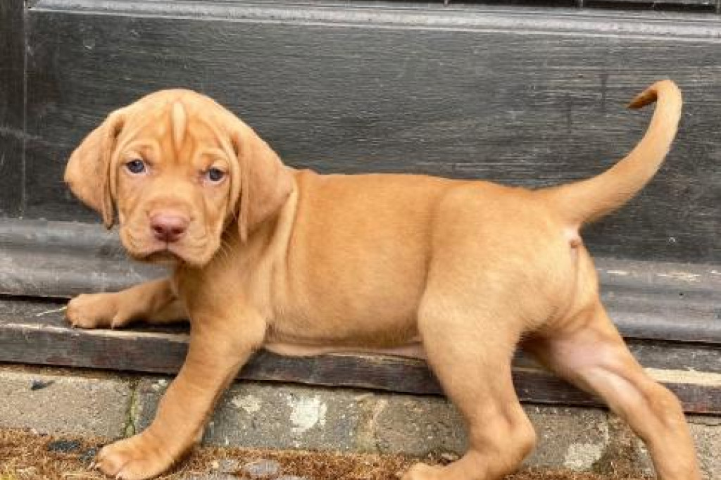 Beautiful Hungarian Vizslas Puppies