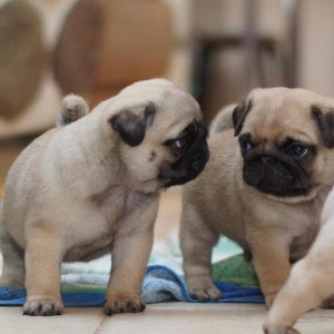 Mignone Purebred Little Pugs Puppies