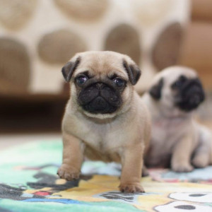 Mignone Purebred Little Pugs Puppies