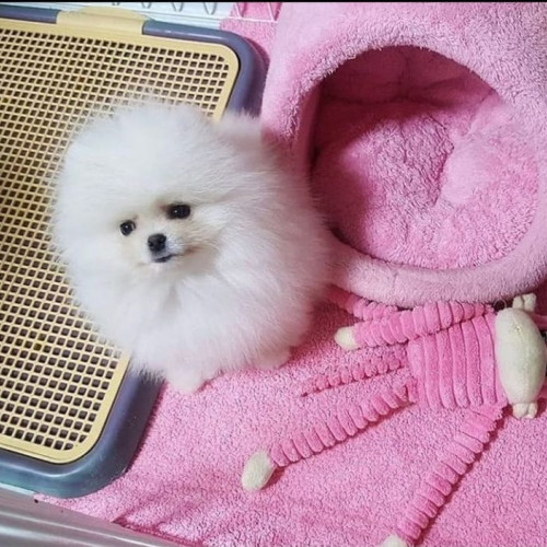 Beautiful Pomeranian puppies for good home
