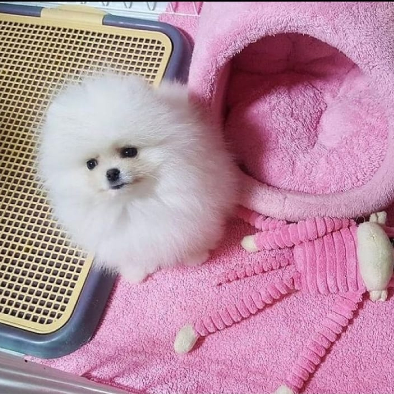 Beautiful Pomeranian puppies for good home