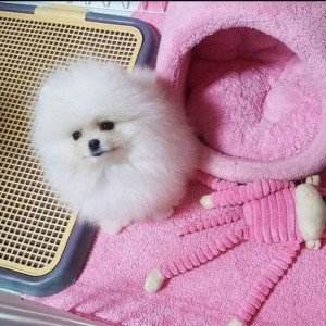 Beautiful Pomeranian puppies for good home