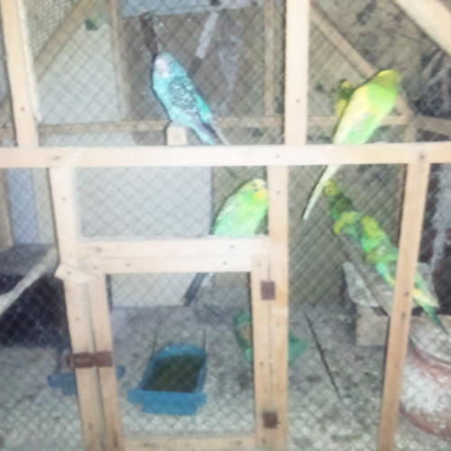 Parrot