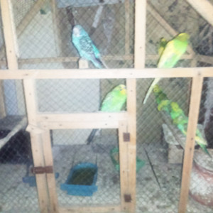 Parrot