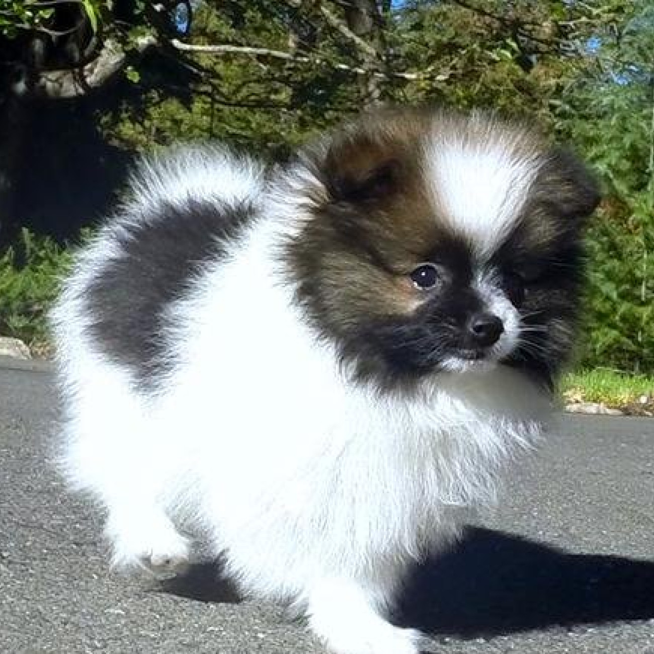 Pomeranian Puppies