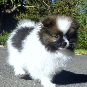 Pomeranian Puppies