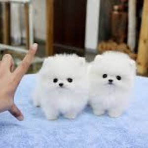 Lovely Pomeranian puppies for your home