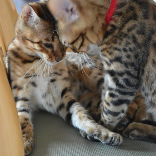 Stunning Bengle  Kittens