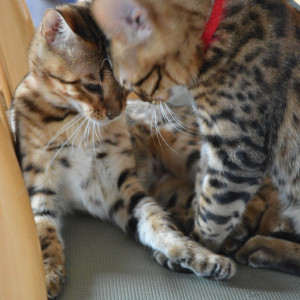 Stunning Bengle  Kittens