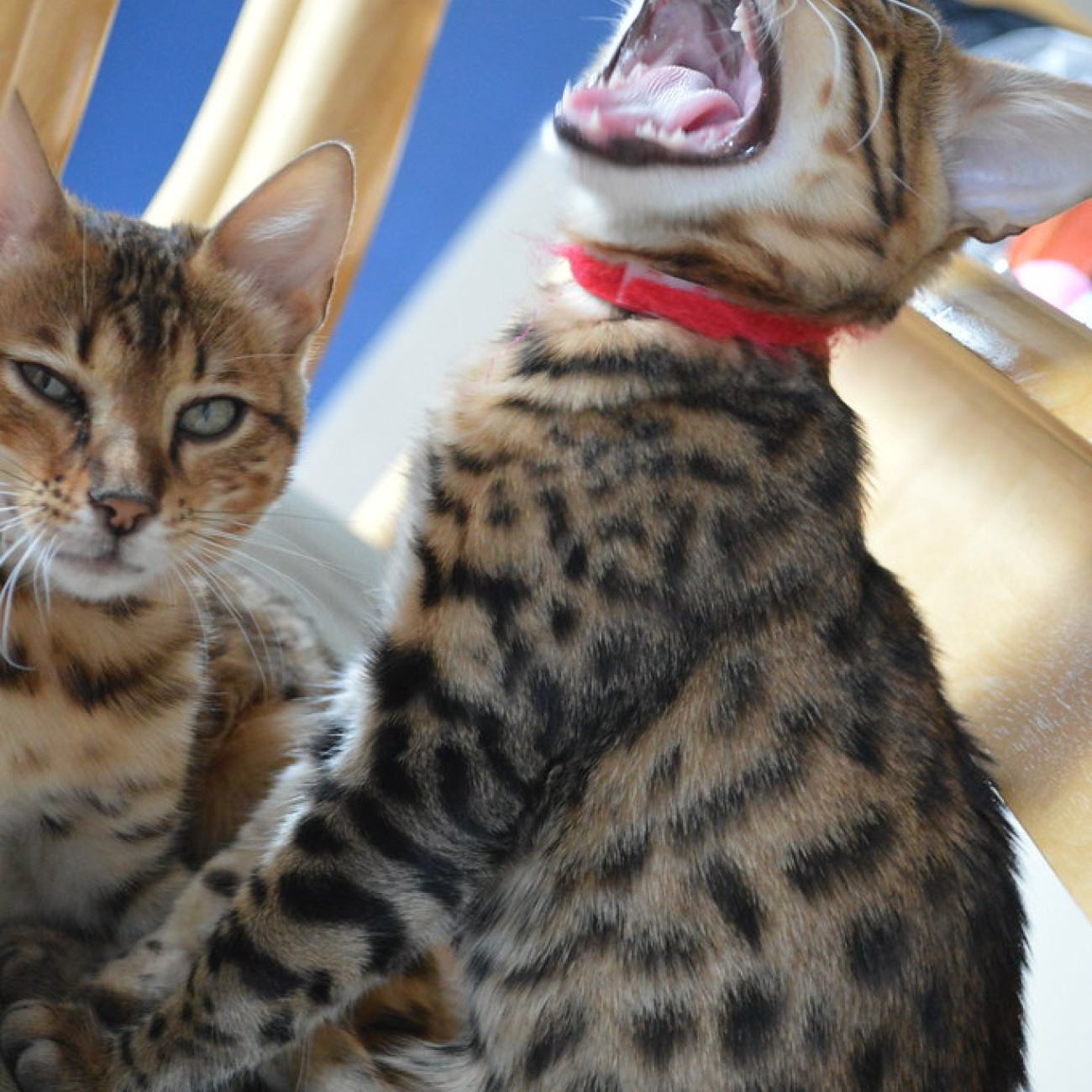 Stunning Bengle  Kittens