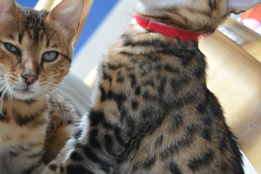 Stunning Bengle  Kittens
