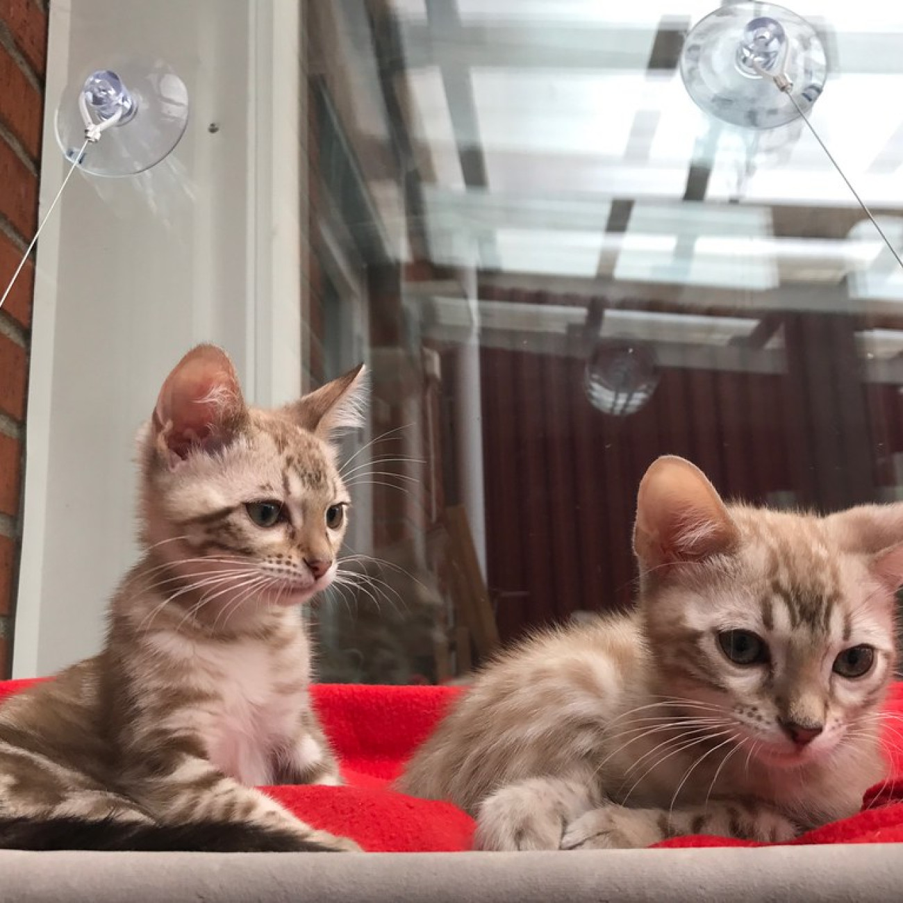 Stunning Bengle  Kittens
