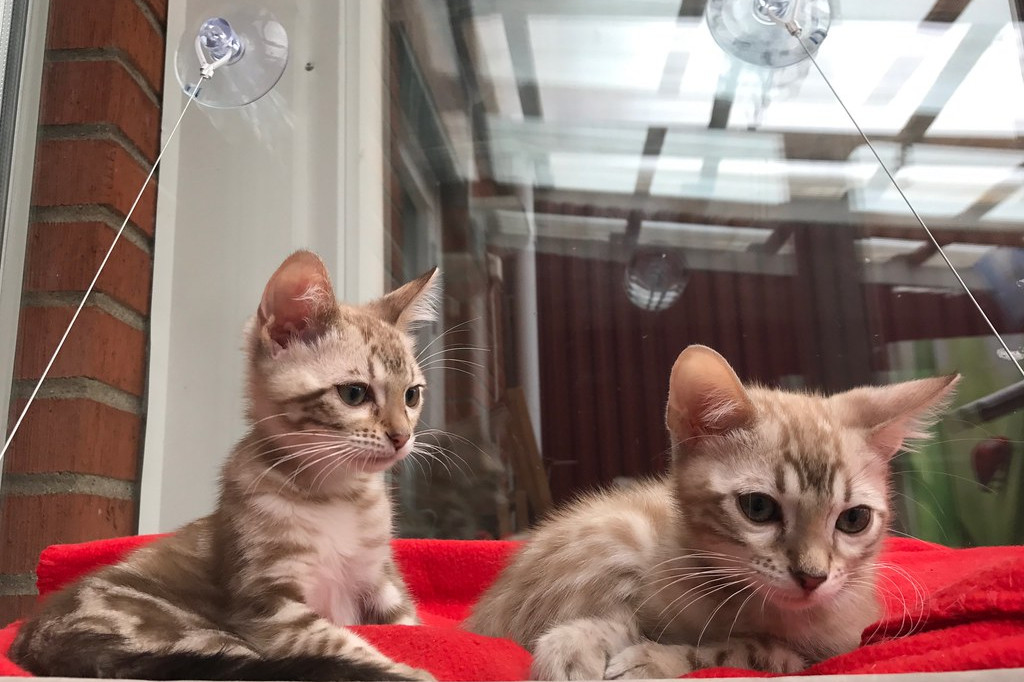 Stunning Bengle  Kittens