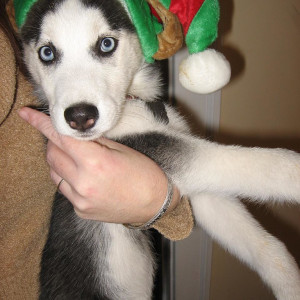 Two  Siberian Husky Puppies Needs a New Family