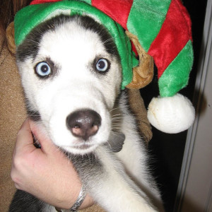 Two  Siberian Husky Puppies Needs a New Family