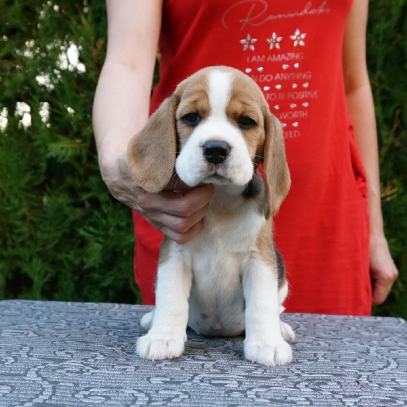 Adorable outstanding Beagle puppies