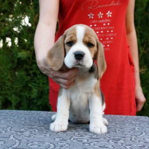 Adorable outstanding Beagle puppies