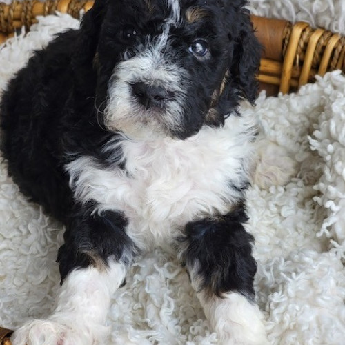 Bernedoodle puppies for sale