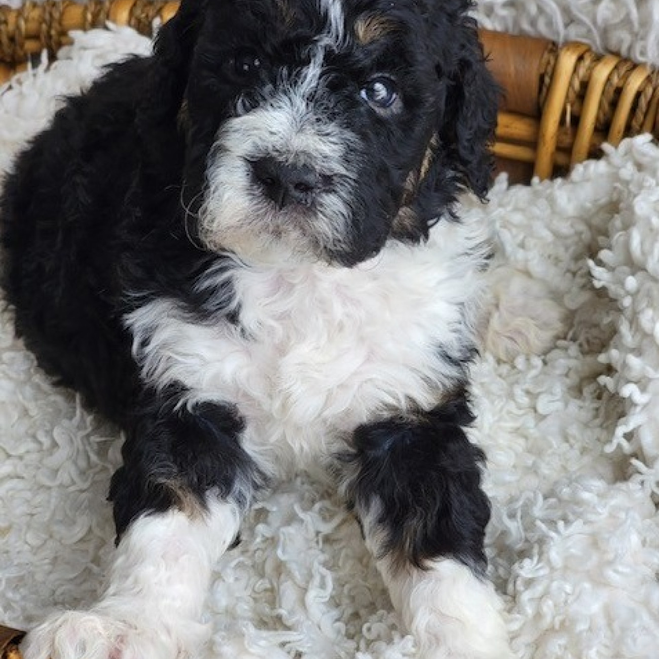 Bernedoodle puppies for sale
