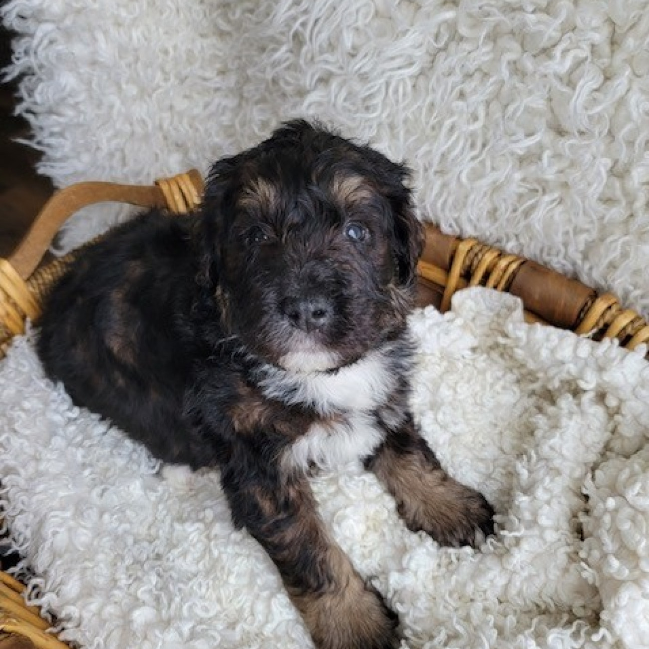 Bernedoodle puppies for sale
