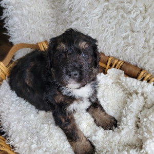 Bernedoodle puppies for sale