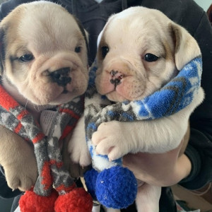 Chunky english bulldog puppies for sale