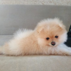 fully vet checked pomeranian puppies for sale