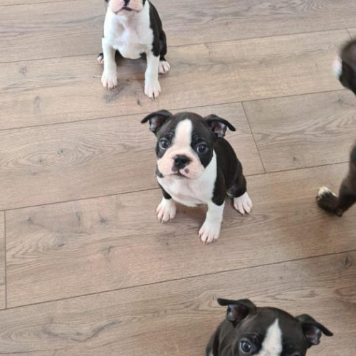 Boston Terrier puppies