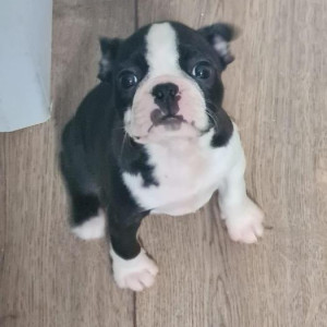 Boston Terrier puppies