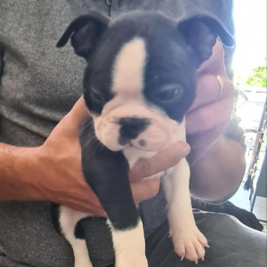 Boston Terrier puppies