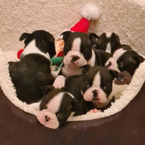 Boston Terrier puppies