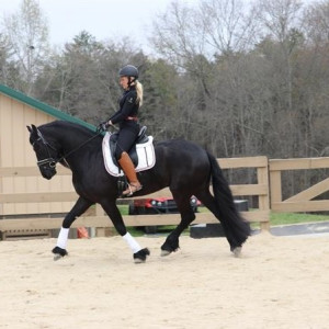 For Sale 7yo BLACK Friesian GELDING stand 16 hands TALL