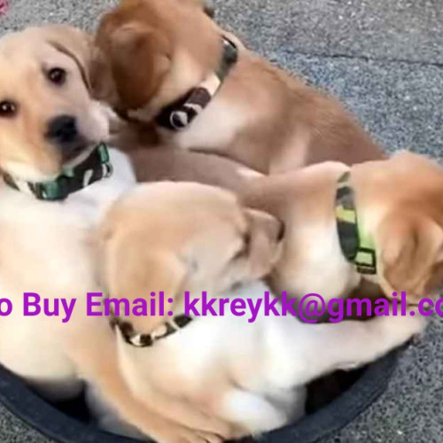 Labrador Retriever Dogs and Puppies