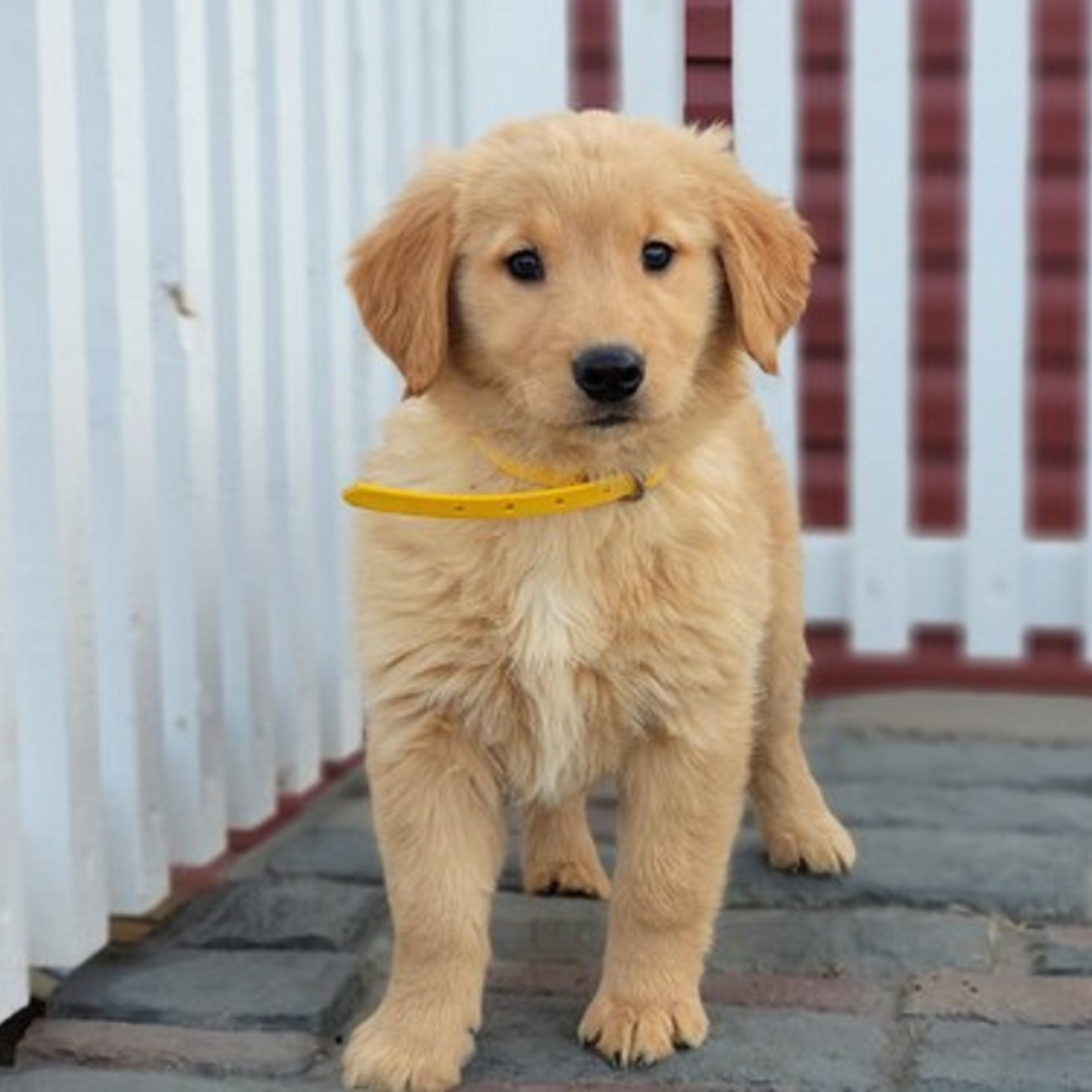 Beautiful Golden Retriever Puppies