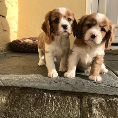 KC Registered King Charles Spaniel puppies