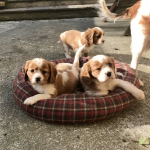 KC Registered King Charles Spaniel puppies