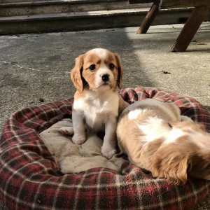 KC Registered King Charles Spaniel puppies