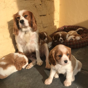 KC Registered King Charles Spaniel puppies