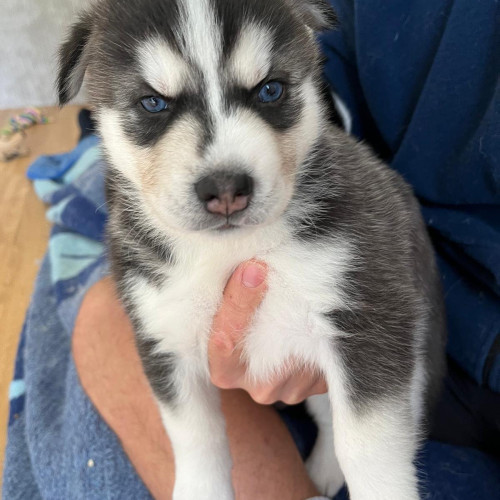 Blue eyes Siberian Husky puppies for sale