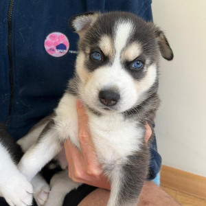 Blue eyes Siberian Husky puppies for sale