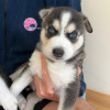 Nowtrade Free Classified Ads